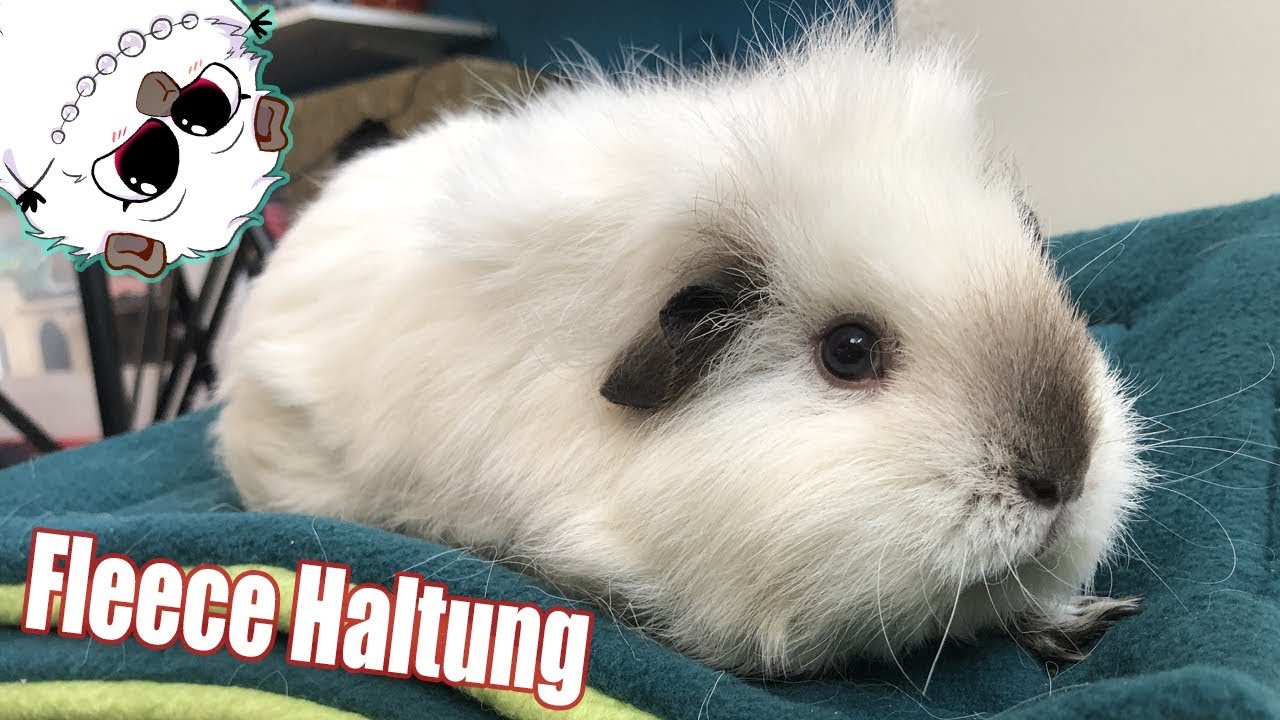 Immer noch Fleece Haltung, aber warum? | Die Meeries