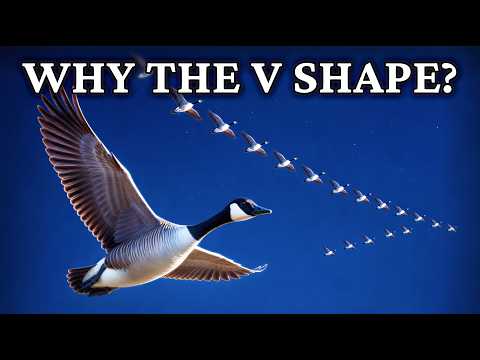 Why Do Birds Fly in a V? A Science for Sleep Perspective