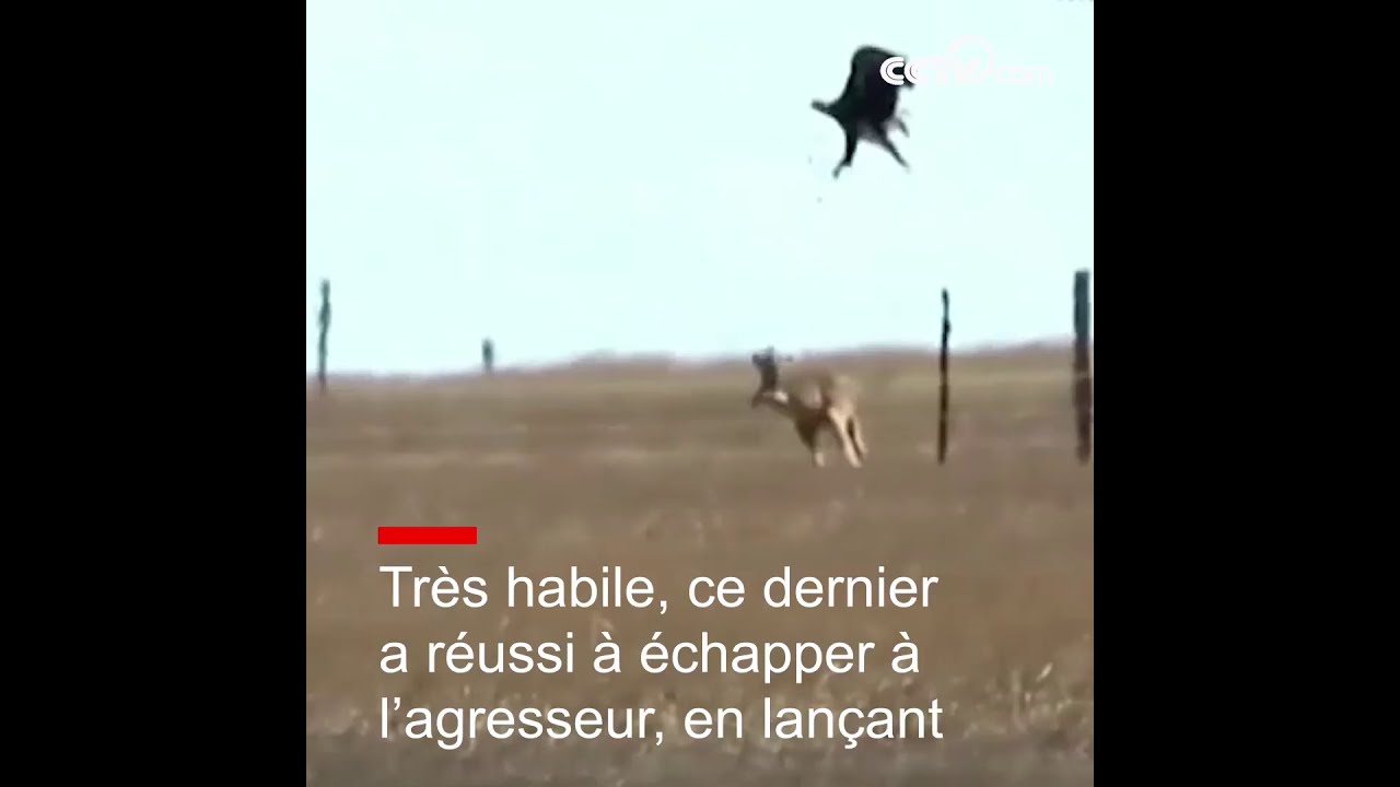 Attaqu Par Un Aigle Kangourou A R Ussi Une Belle Contre Attaque CCTV Fran Ais