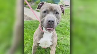 Pet Of The Week Humane Society Of Scott County