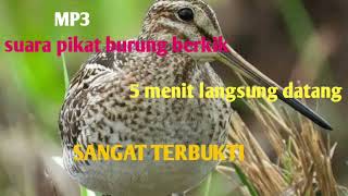 Suara Pikat Burung Berkikburcetpunguk Ampuh  Sudah Terbukti Dapat Banyak