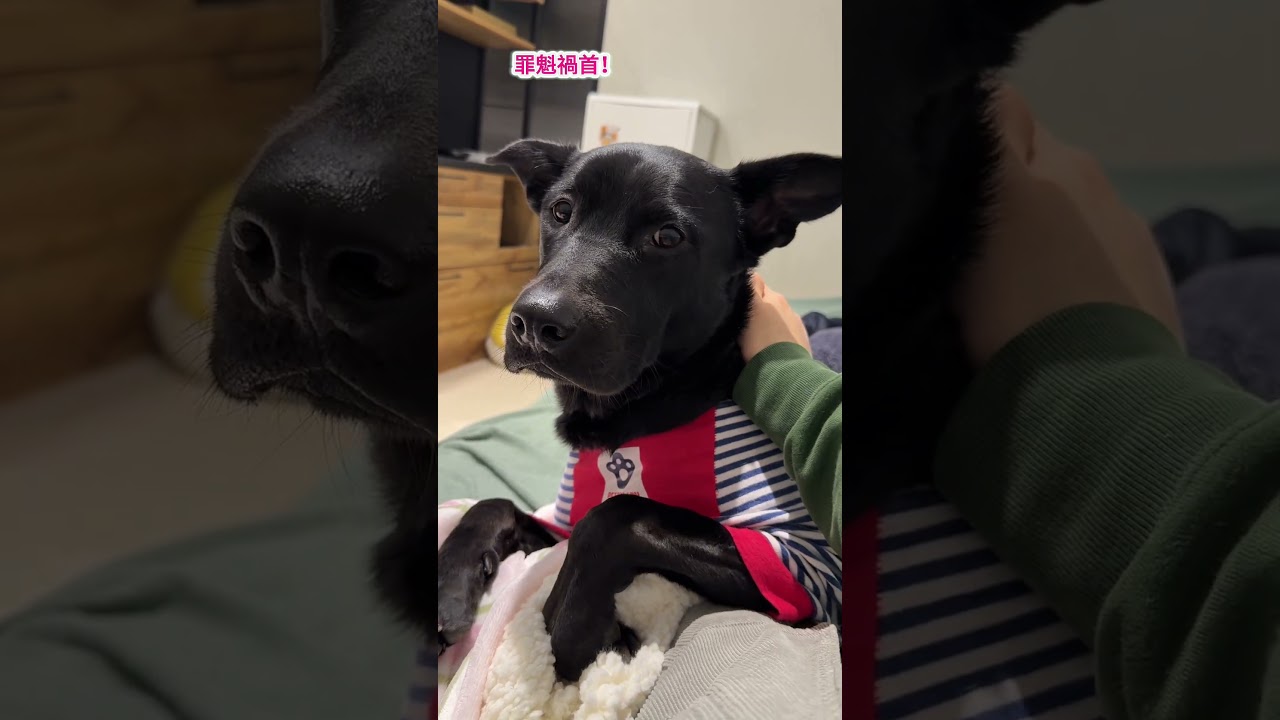 我家狗又偷吃貓💩被當場抓包!!!還一臉無辜 #台灣土狗 #福寶 #dog 縮圖