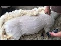 Adjusting combs and cutters on a sheep shears!