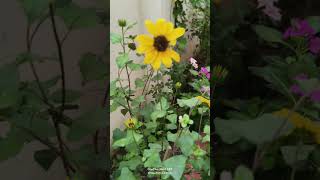 #beautiful sunflower blooms#balcony gardening#flowers#nature#greenvibes#garden corner#ytshorts