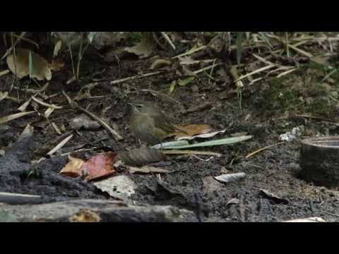 ビデスコ 野鳥 2019.11.17 ノゴマ (Siberian RubyThroat) 