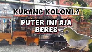terapi koloni pleci - sound terapi pleci
