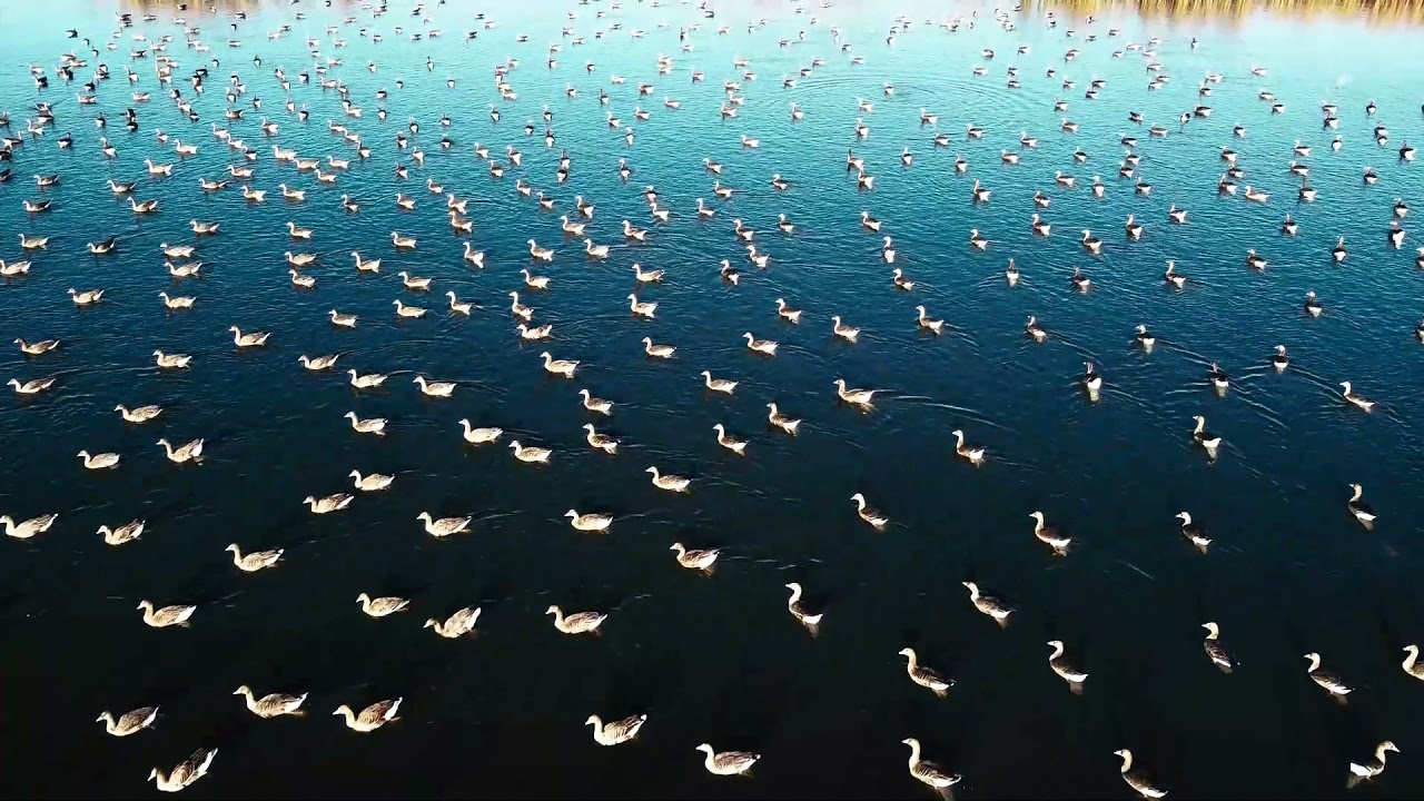 Delta Banatului (Pischia)