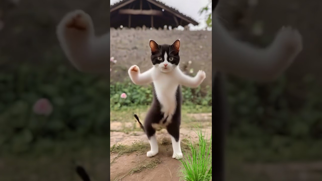 Dancing Cat 