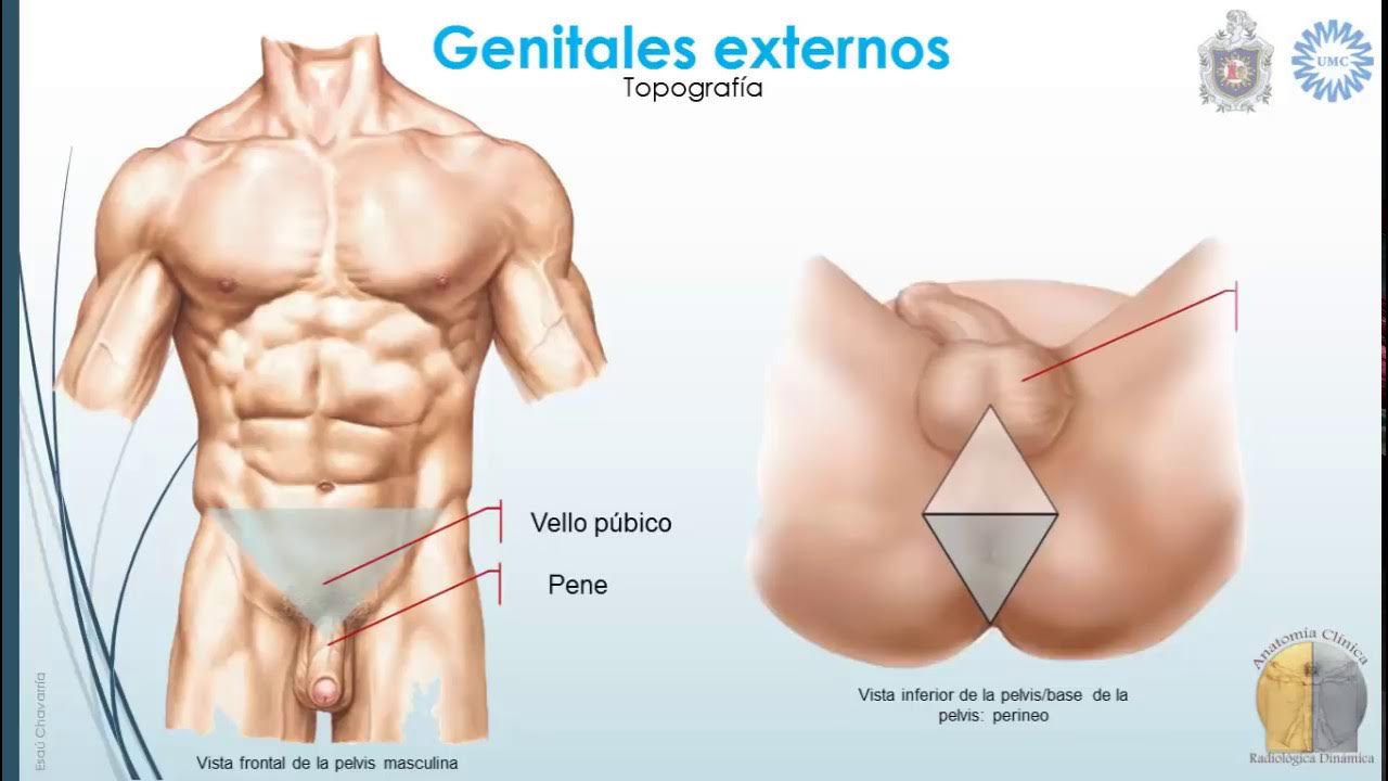 Cual es el tamaño promedio del miembro masculino