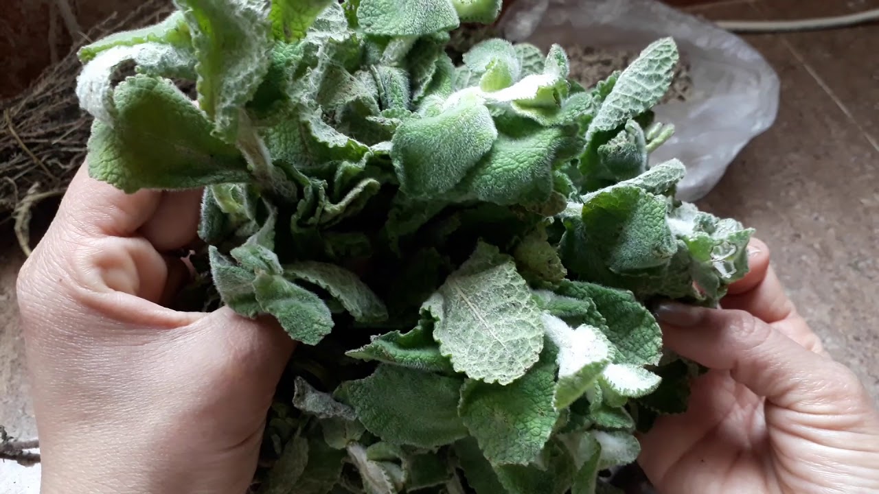 تحظيرات رمضان 3 # 🌙🌔🌙حشايش الحريرة ( اعشاب الربيع المنسمة)