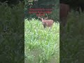 Summer time bucks - you ready?! #foodplots # #soil #hunting #soilmanagement #deerhunting #bucks
