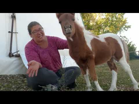 Comment former votre miniature Foal