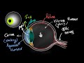 Structure of human eye (Hindi) | Human eye and the colourful world | Physics | Khan Academy