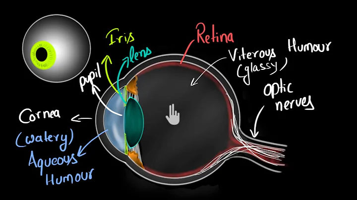 Structure of human eye (Hindi) | Human eye and the colourful world | Physics | Khan Academy - DayDayNews