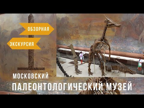 Палеонтологический музей обзорная экскурсия. Москва куда сходить. Музеи Москвы