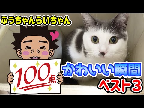 Ikezaki Neko Project] Top 3 cute moments of Fuu-chan and Rai-chan