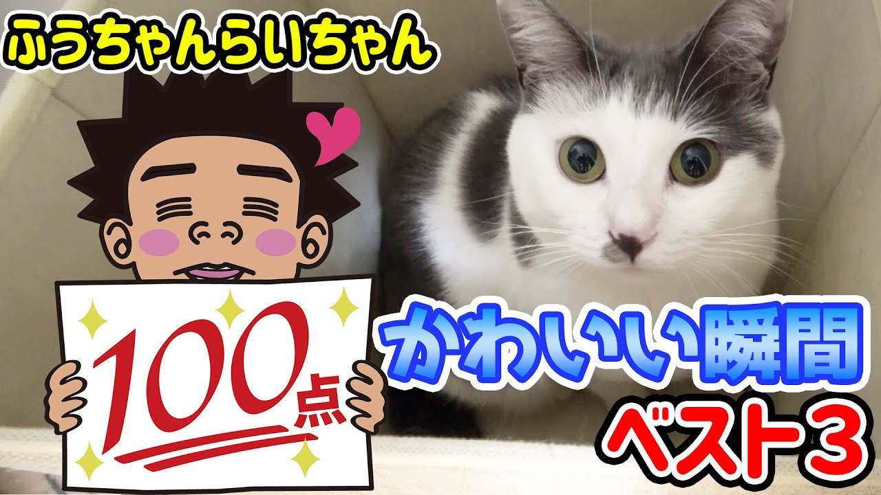 池崎猫企画 ふうちゃんらいちゃんのかわいい瞬間best3 Youtube