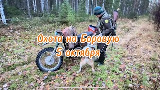 Пятый выезд с Заграем. Осень, промысловая подготовка и тайна леса впереди 😁