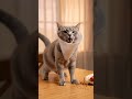 Wild kitten #animals #funny #cat #kidsvideo #animatedshow #anime #kids #happykidstv #kidscontent