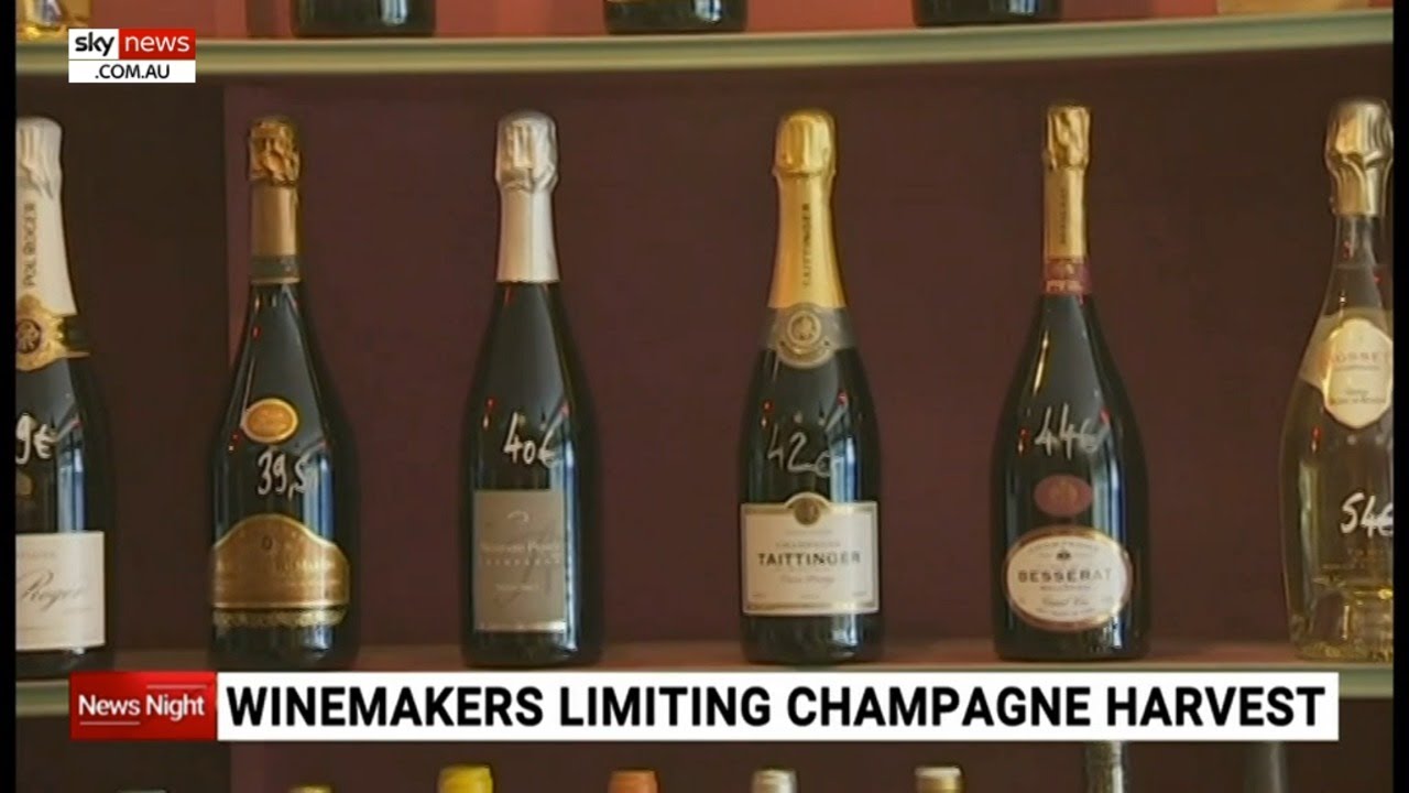 French champagne industry forced to limit harvest YouTube
