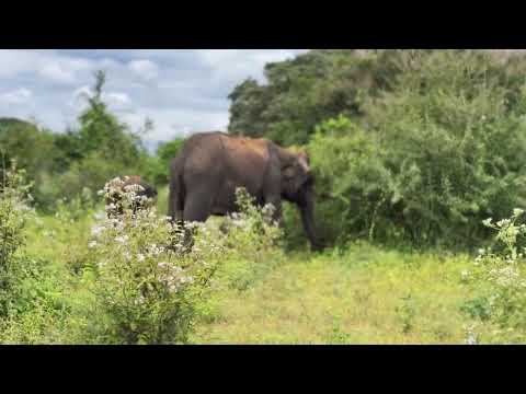 Exploring Udawalawa