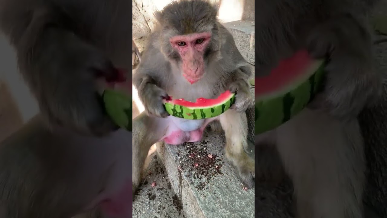 monkey eating watermelon