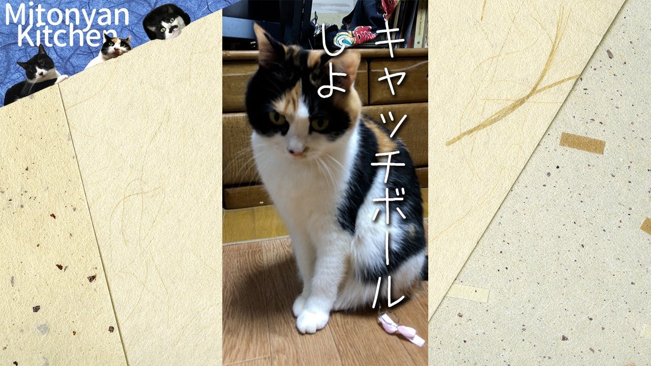 猫の動体視力は尊敬するけども Youtube