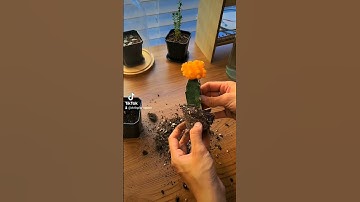 Root-bound Moon Cactus Repot