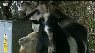 Goats go wild in Irish village | Tá an poc ar buile