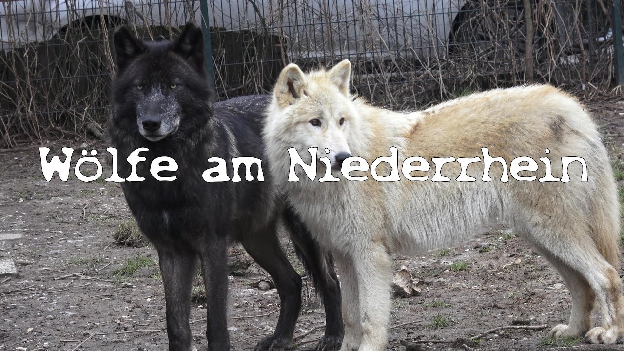 Wölfe am Niederrhein