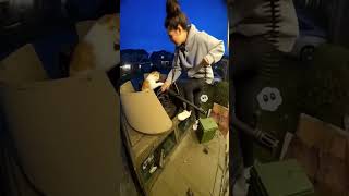 pov: your security system is a cat 😂 || #youtubeshorts #shortvideo