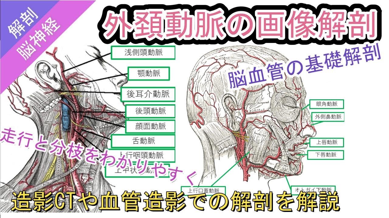 外頚動脈の画像解剖