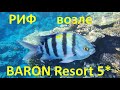 Риф возле отеля Барон (Шарм-эль-Шейх). Рыбы Красного моря. Рыбы возле Baron Resort 5*