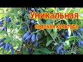 Уникальная садовая культура. Питомник Долбня. https://www.pitomnikdolbnya.ru