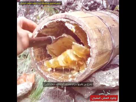 النحل يشرب الخمر كالإنسان لولا التدخل الإلهي لأصبح عسل النحل مسكرا كالخمور 