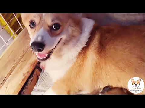 Corgi Farm - Cung cấp Corgi thuần chủng Việt Nam
