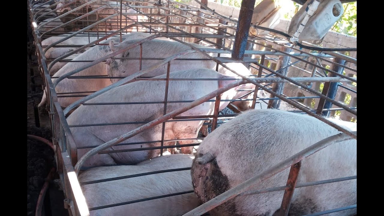 Estrés por calor: influencia sobre la fisiología, comportamiento productivo y reproductivo del cerdo