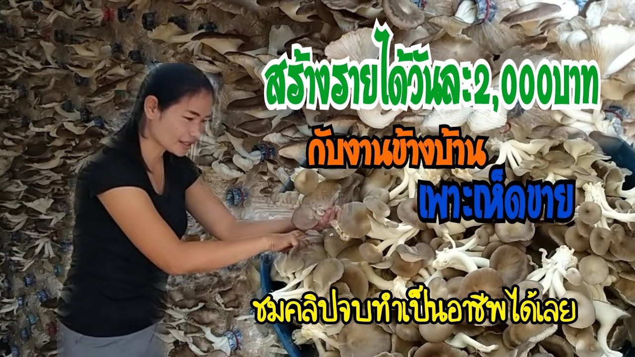 เพาะเห็ดขาย สร้างรายได้ วันละ2,000บาท แบบง่ายๆ ชมคลิปจบสร้างอาชีพได้เลย