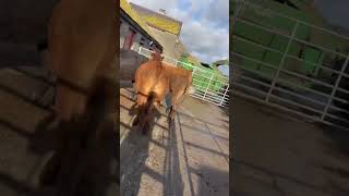 Could Have Been Deadly #Youtubeshorts #Farming #Beef #Food #Cows