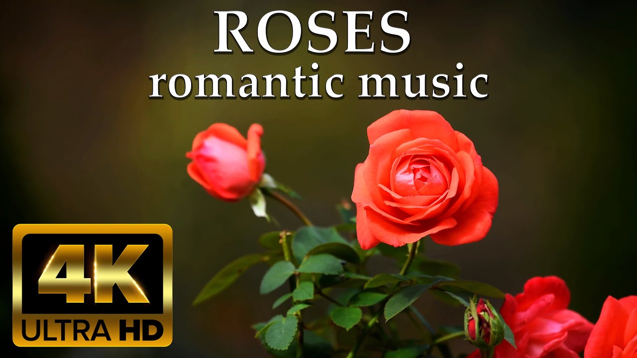 Dj Beautiful Roses Beautiful roses & Romantic relaxing music | 4K Charming roses video ...