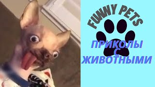 Приколы с животными | смешно до слез | приколы 2021