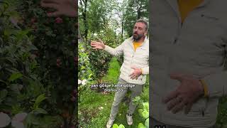 Kamelya ✨Asi̇tli̇ Topraklarin Krali̇çesi̇