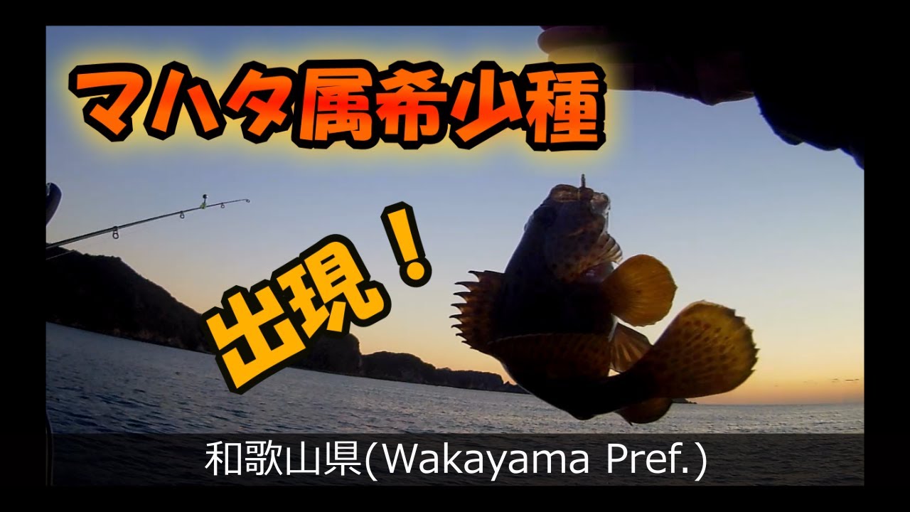 レアモンスター出現！マハタ属希少種。その名はノミノクチ！【和歌山県那智勝浦町～釣行記vol.47】【DAY45】【今日の料理】