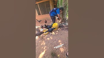 Mus Saib Qaib Pub Qaib 9/5/2025