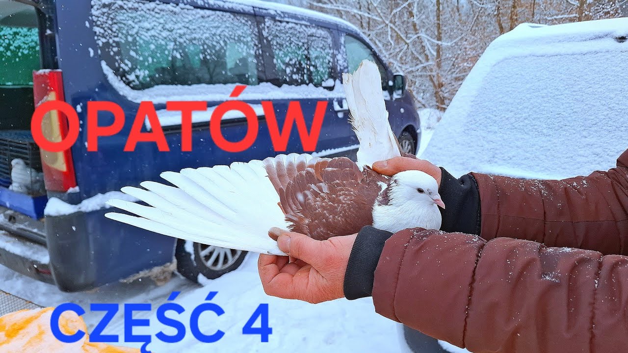 TARG OPATÓW 15.02.2026 (gołębie,duży wybór drobiu) CZĘŚĆ 4 #gołębie #pigeon #birds #ptaki