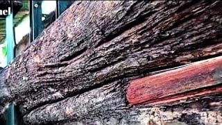 stunning wood grain and pattern || every man's dream wood || sawmill screenshot 3