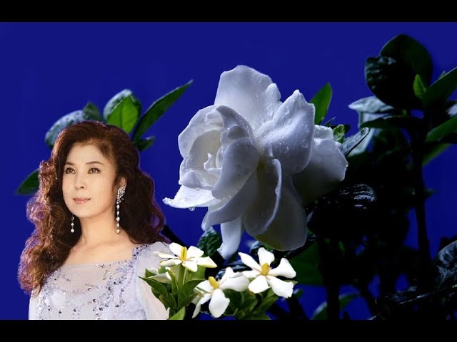 치자꽃 (くちなしの花) / 야시로 아키 (八代亜紀) - Aki Yashiro