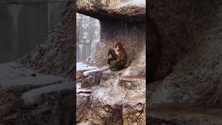 Punch Monkey Takes Shelter from Rain! Protector Monkey Checks & Protects!