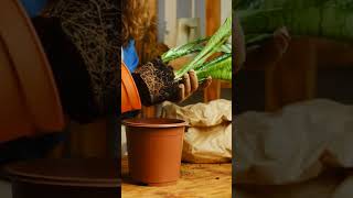 How Often Does A Snake Plant Flower? Amazing Thing You Need To Know #snakeplantcare