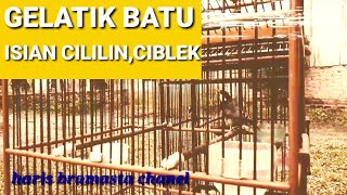 Gelatik batu wingko super isian ciblek dan rambatan